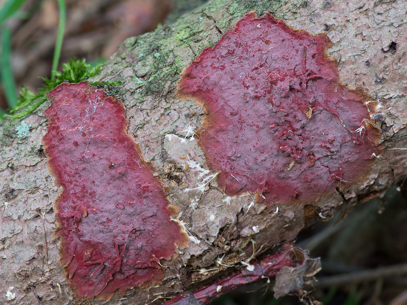 Hymenochaete cruenta